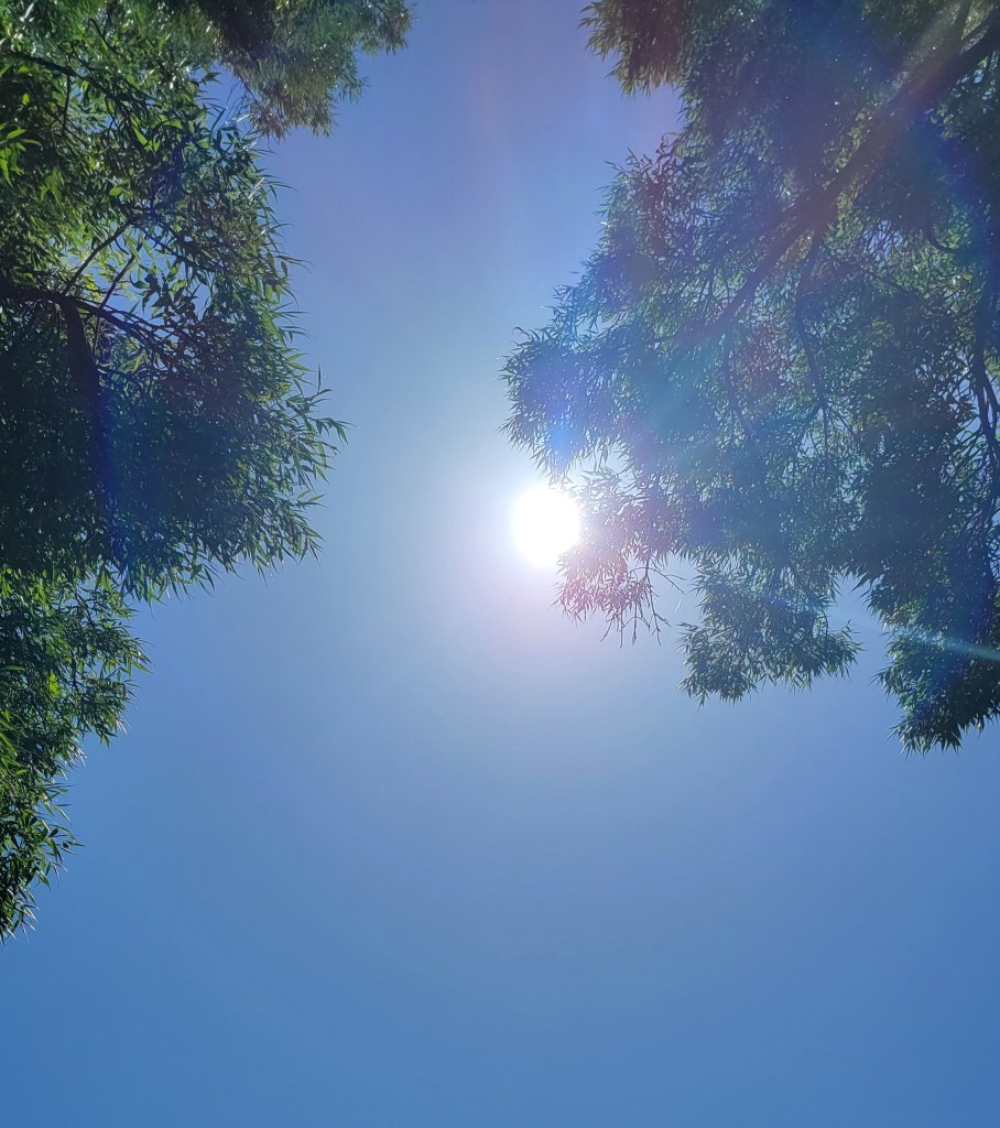 bright sun through a tree with blue sky