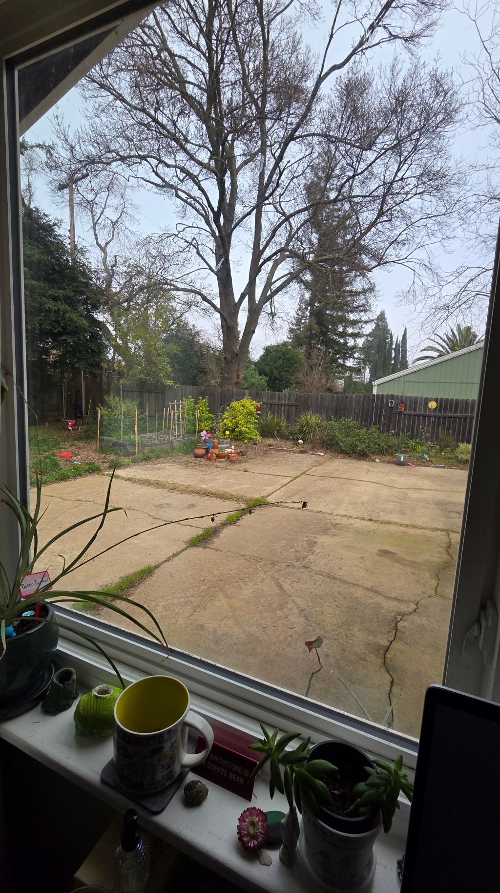 Out My Window on a Foggy January Day